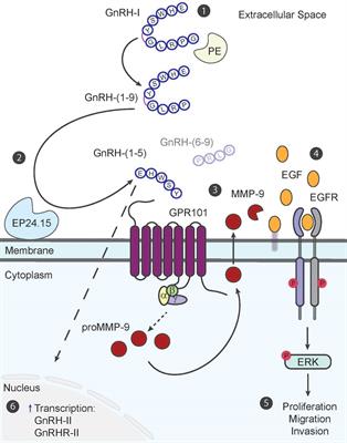 The role of GnRH metabolite, GnRH-(1-5), in endometrial cancer